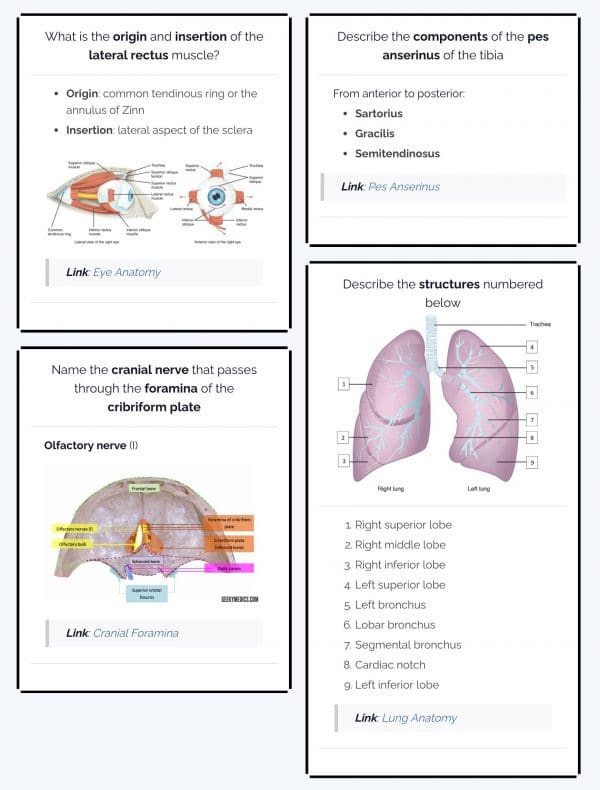 Anatomy flashcard examples