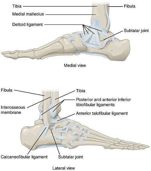 Ligaments of the ankle