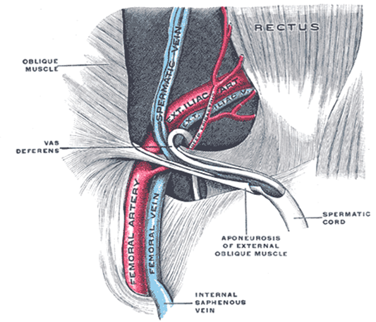 The spermatic cord