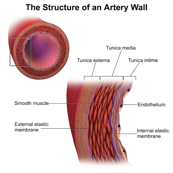 Artery wall structure