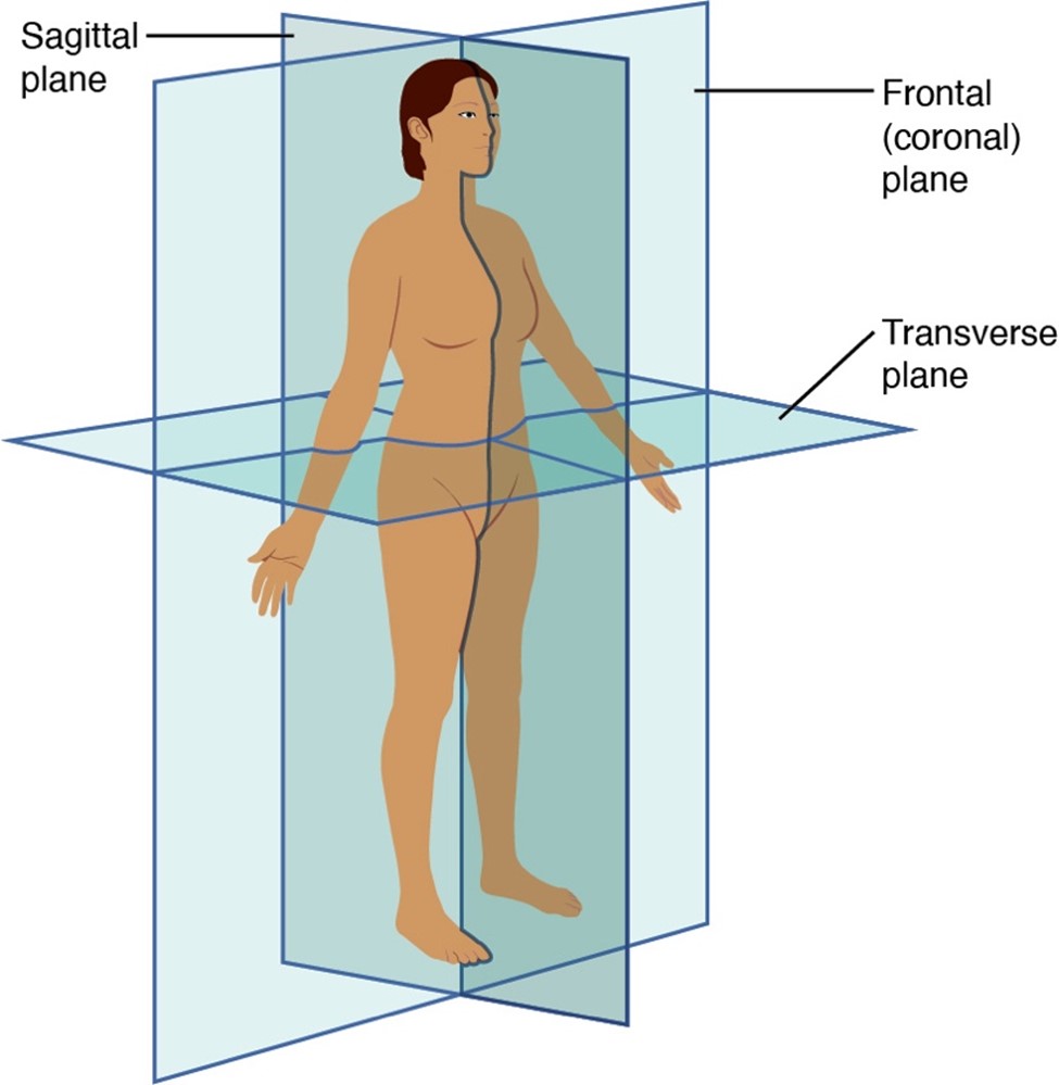 Anatomical Planes | Sagittal | Coronal | Axial | Geeky Medics