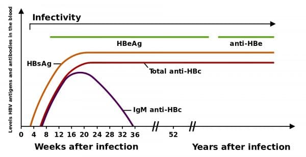 Hepatitis B antigens and antibodies in chronic infection.