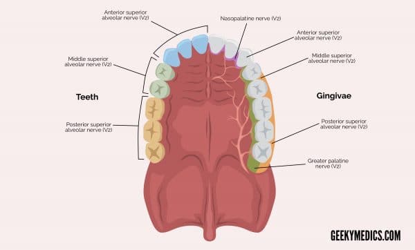 Innervation of the maxillary teeth and gingivae.