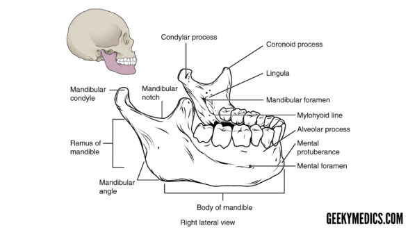 Anatomy of the mandible