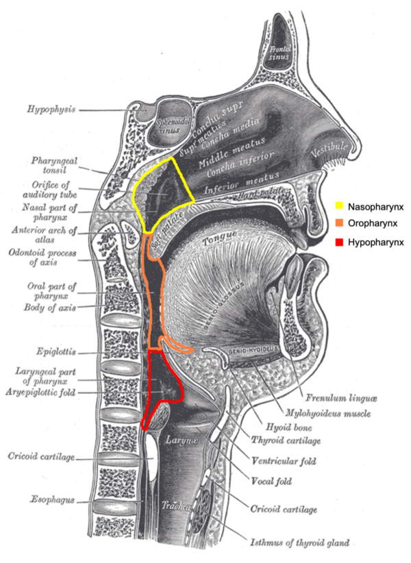 The three sections of the pharynx