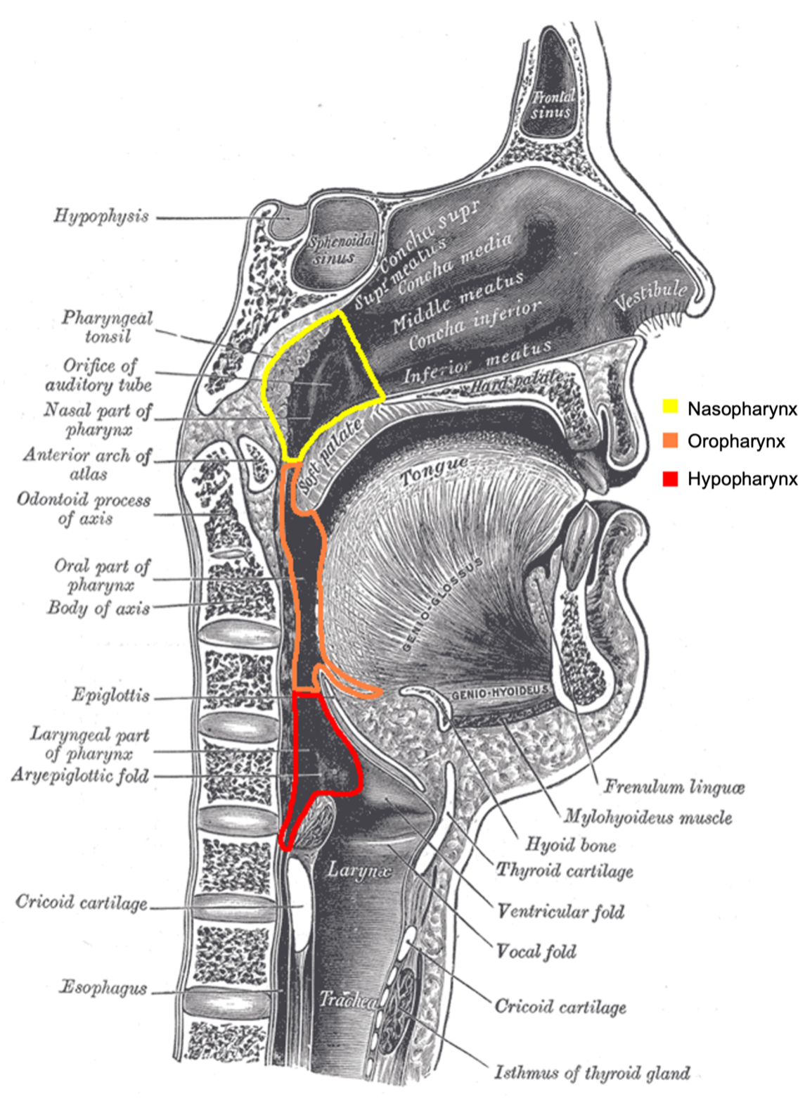 Anatomy Of Nasopharynx