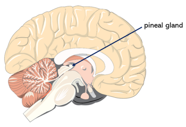 The location of the pineal gland within the human brain