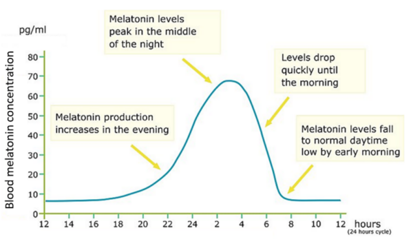 Melatonin production over a 24-hour period