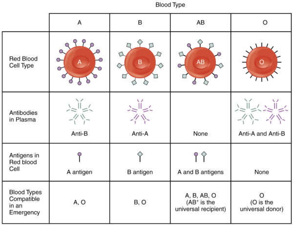ABO blood group system