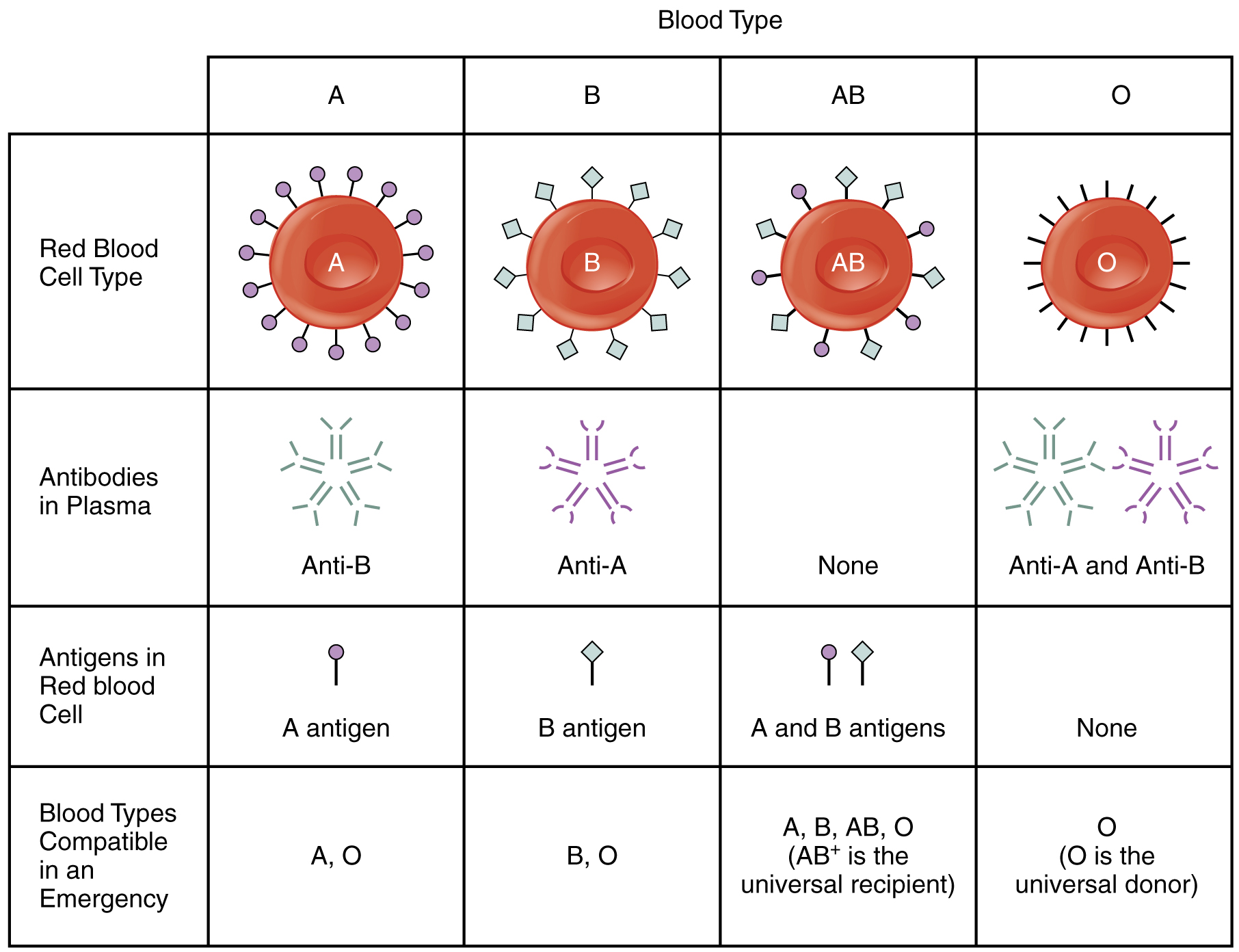 Blood Group Phenotype; 1-[O] Positive (+ve), 2-[A] +ve, 3-[B] + ve