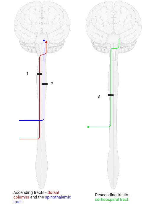 Ascending and descending spinal cord tracts