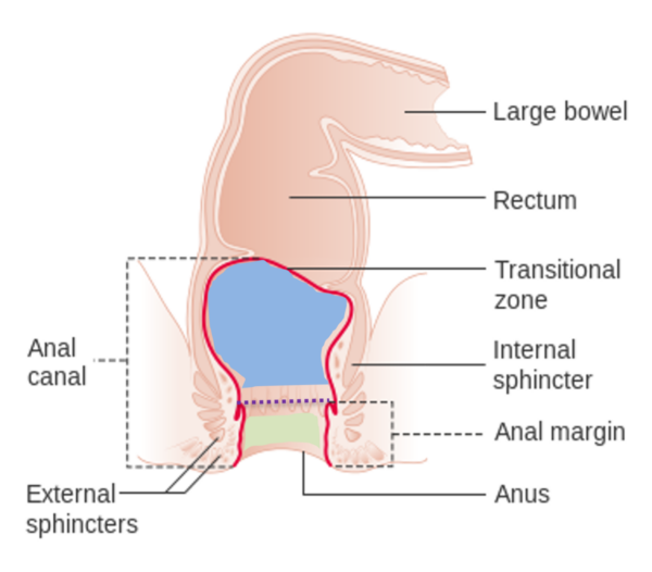 Anatomy of the anal canal.