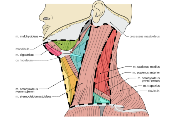 Anterior and posterior triangles of the neck