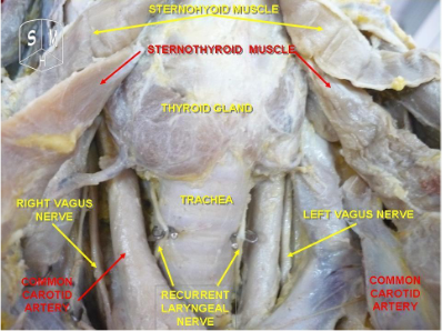 Cadaveric anatomical dissection of neck midline structures
