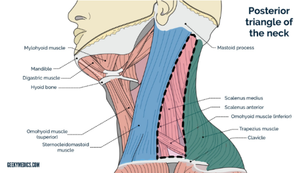 Posterior triangle of the neck