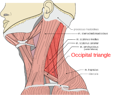 Occipital triangle boundaries
