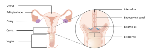 Anatomy of the cervix. Transformation zone shown in blue. 