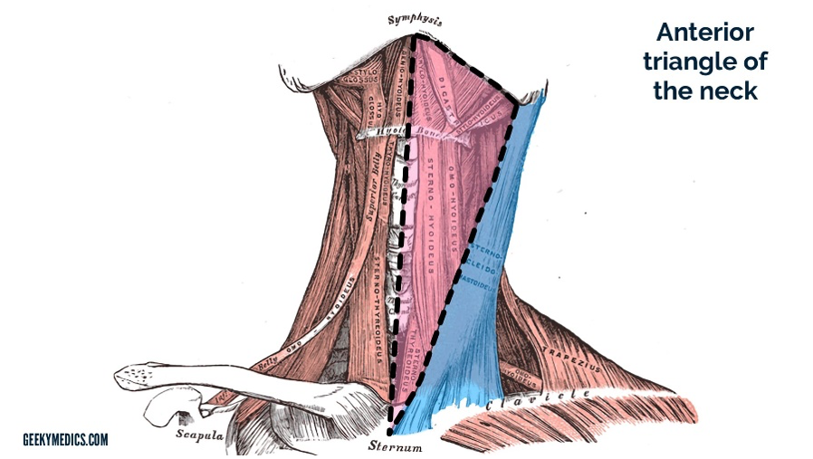 Anterior And Posterior Triangles Of The Neck Geeky Medics