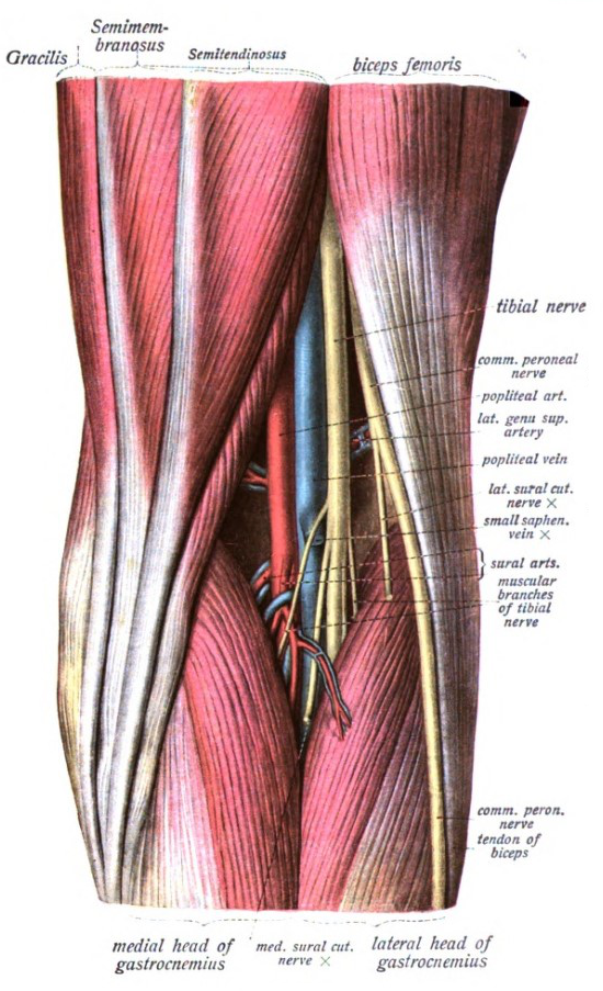  Illustration of the anatomy of the popliteal fossa