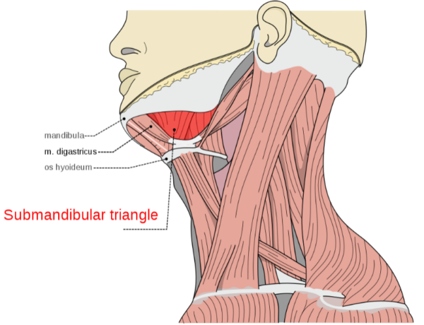 Submandibular triangle boundaries