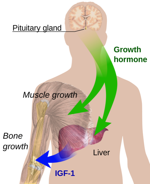 The growth hormone axis