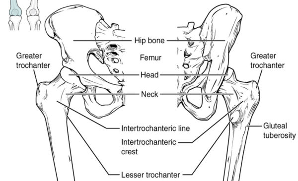  Articulating surfaces of the hip joint