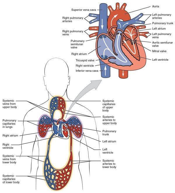 The dual system of the circulatory system and  the structures of the heart. 