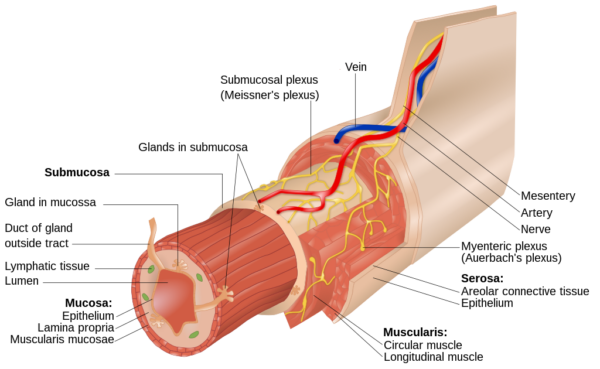 Layers of the oesophagus