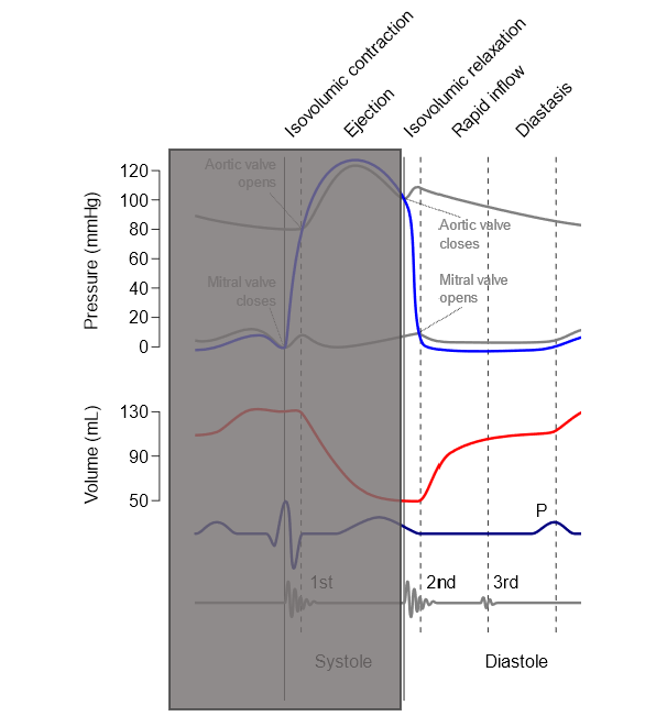 Wigger’s diagram: highlighting the diastolic phase.