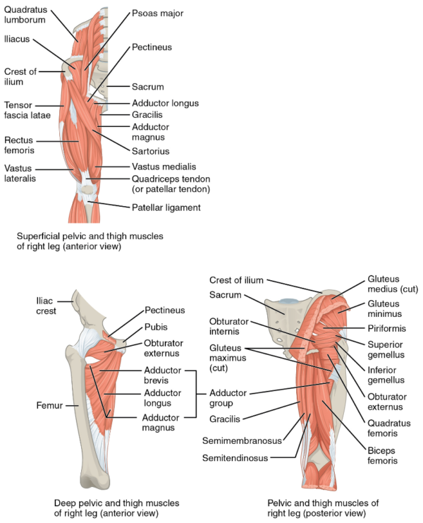 Muscles that act to move the hip.