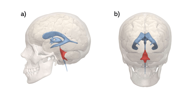 The fourth ventricle, seen from (a) a lateral view and (b) a postero-anterior view.