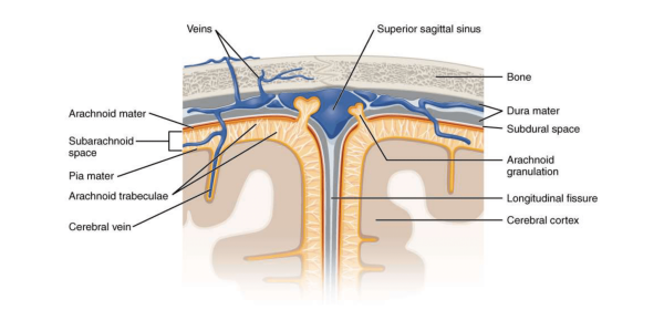 Arachnoid granulations are invaginations of the arachnoid mater into the dural venous sinuses, allowing CSF to be reabsorbed into the systemic circulation.