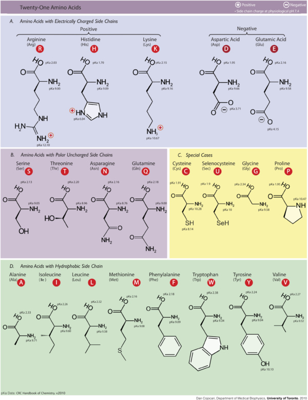 Groupings of amino acids by common structural features