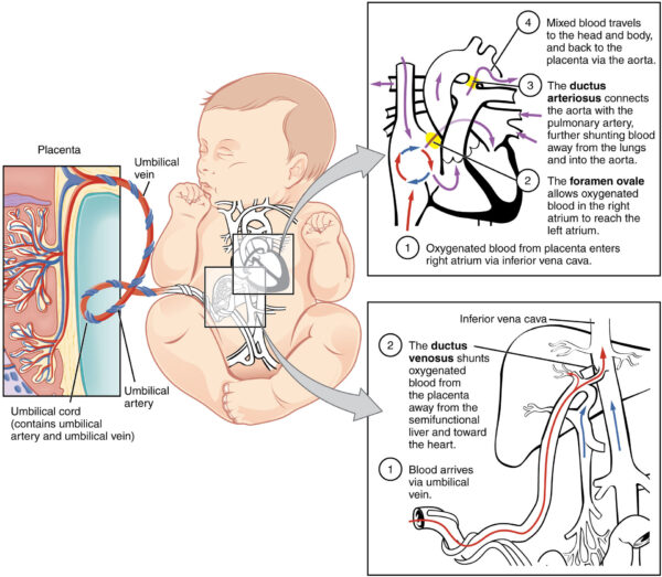 Fetal circulation