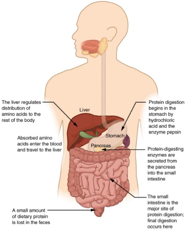 Digestion of protein by gastrointestinal system