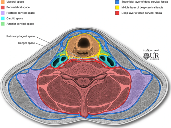  Illustration showing the infrahyoid deep neck spaces in detail