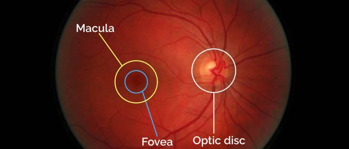 Normal retina macula fovea optic disc