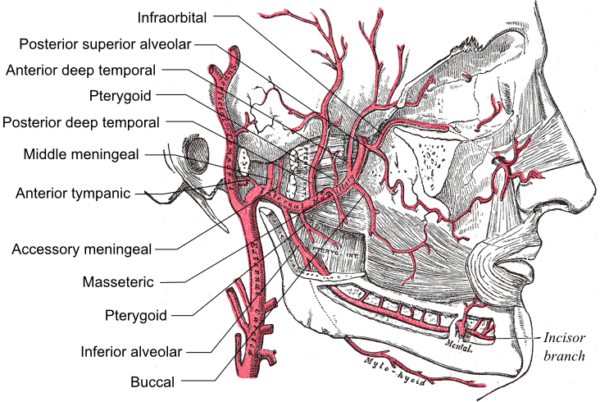 Branches of the internal maxillary artery