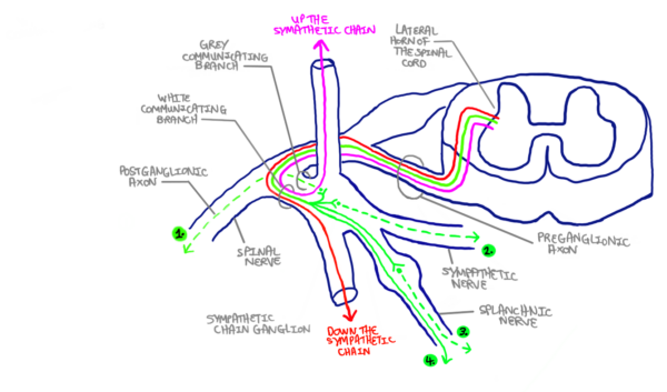 Anatomy of the sympathetic chain