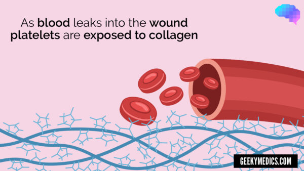 Platelets are exposed to collagen