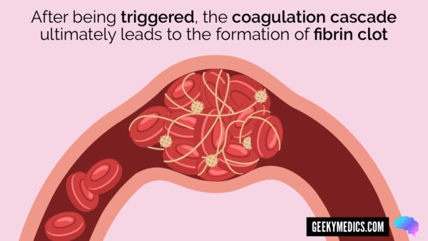 Fibrin clot