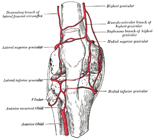 Vascular anatomy of the knee