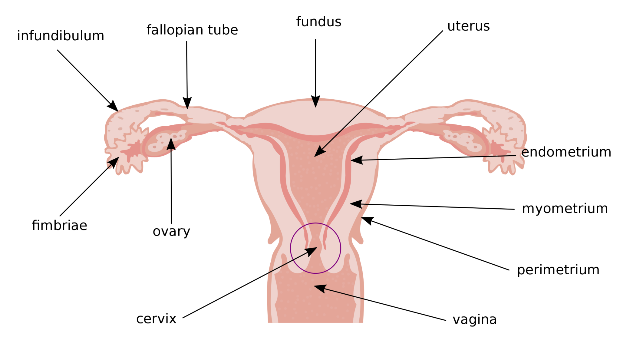 Diagram of the anatomy of the uterus