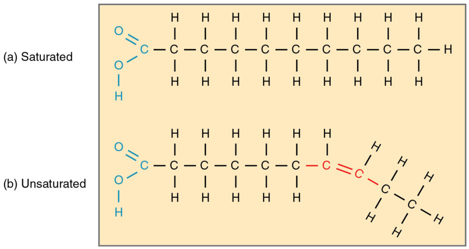 Fatty acid structure