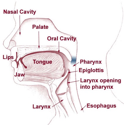A diagram of the anatomy associated with the velopharyngeal mechanism. The area highlighted blue is where the soft palate is elevated during the velopharyngeal mechanism to close off the nasal cavity