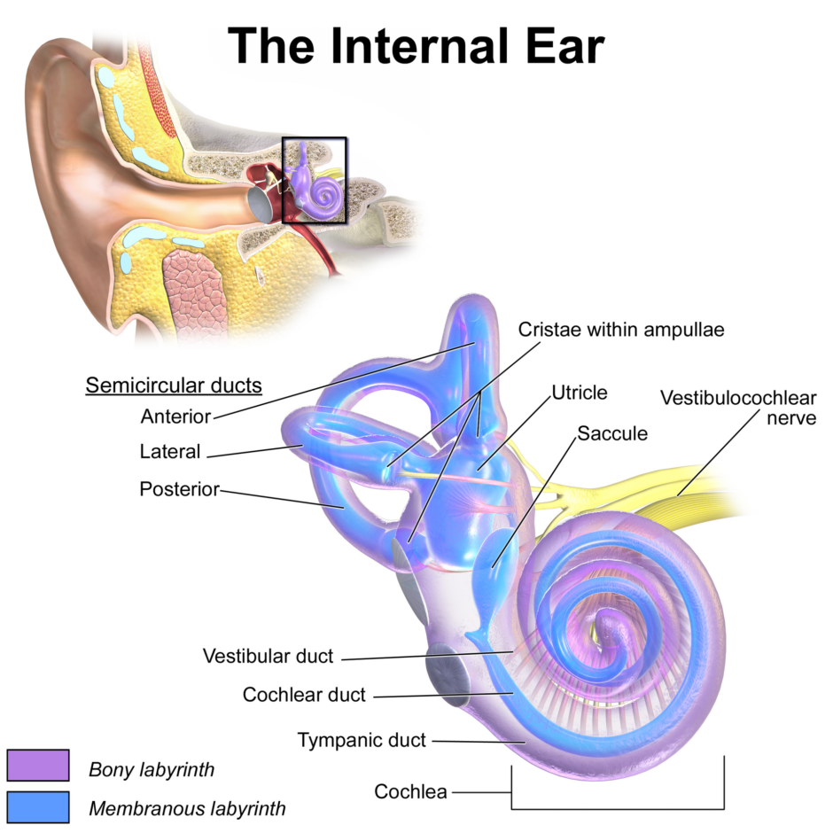 A diagram of internal ear anatomy demonstrating bony and membranous aspects of the labyrinth aspect of the inner ear