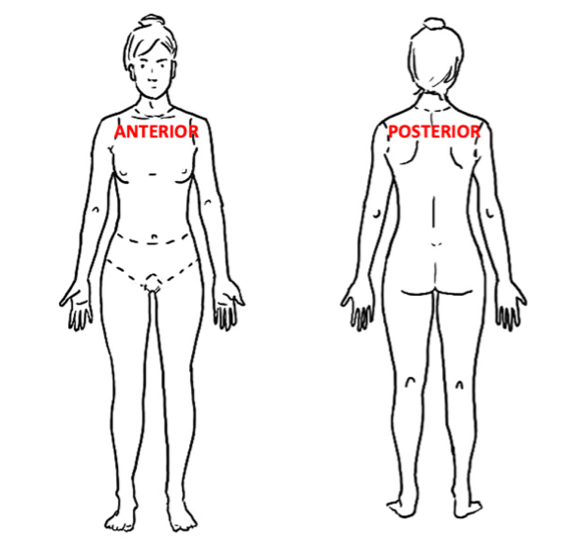 Anterior and posterior