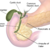 Figure 5. Anatomy of the common bile duct