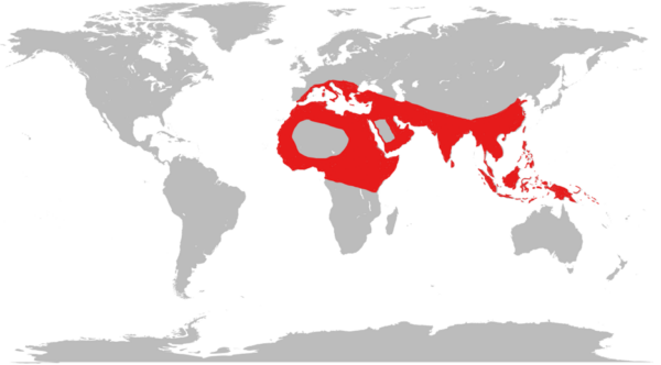 Distribution of alpha and beta thalassaemia globally