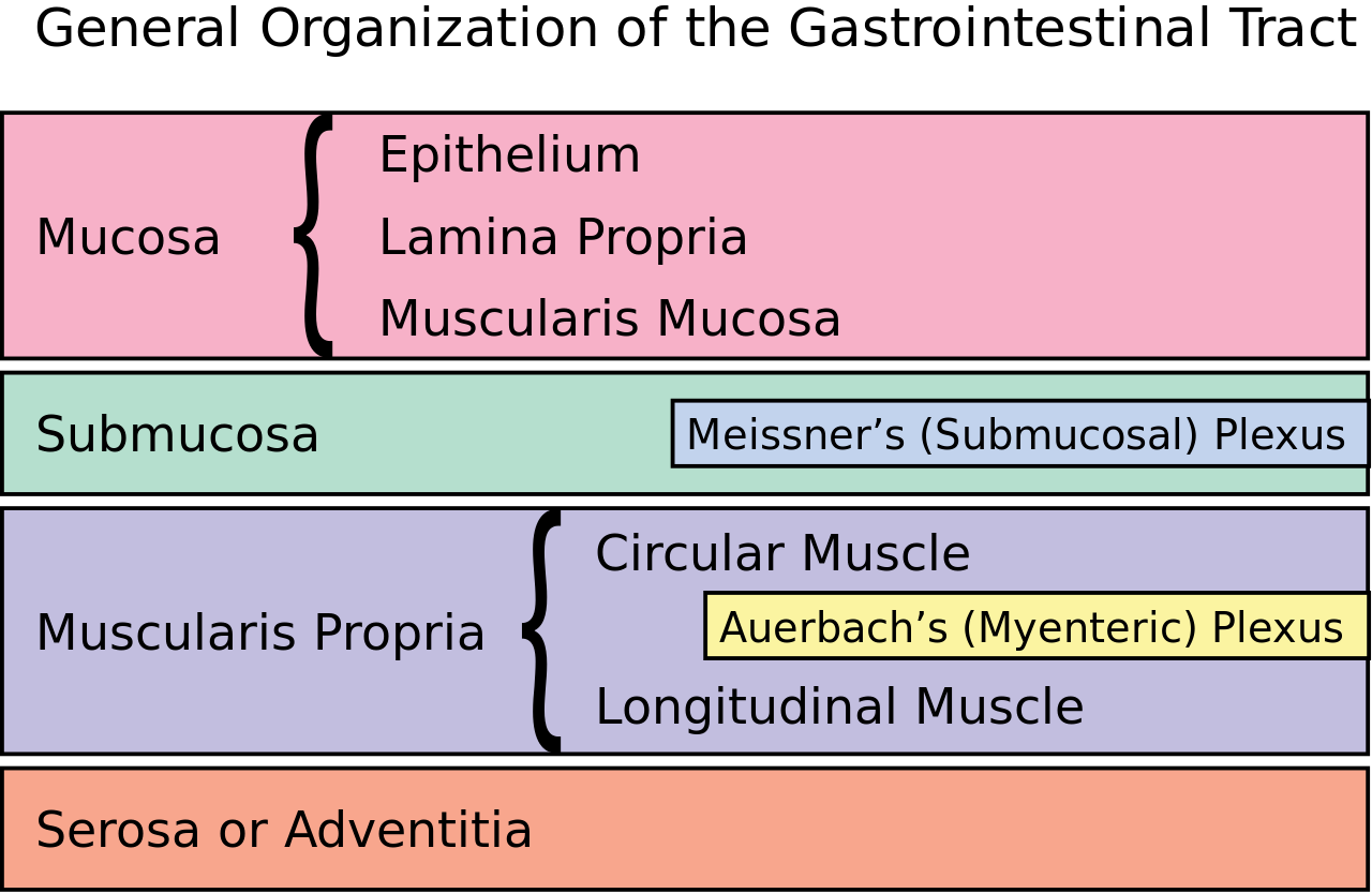 Simplified layers of the gastrointestinal tract